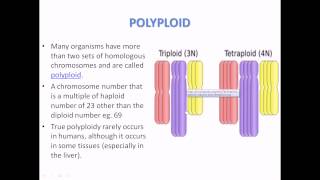 What is Polyploidy [upl. by Fita]