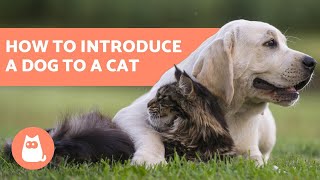 How to Introduce a Dog to a Cat  In 5 Easy Steps [upl. by Nedak393]