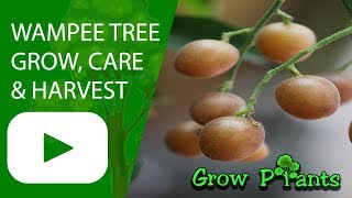 Wampee tree  grow care amp harvest [upl. by Ruckman]