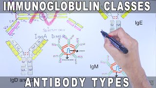 Immunoglobulin Isotypes  Antibody Classes [upl. by Llennyl539]