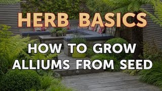 How to Grow Alliums From Seed [upl. by Benis]