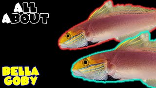 All About The Bella Goby [upl. by Alleciram]