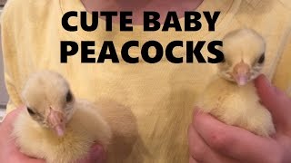 We Just RESCUED some Baby Peacocks Peachicks  Raising Baby Peacocks [upl. by Ortensia857]