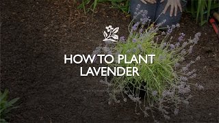 How to Plant a Lavender  Monrovia Garden [upl. by Deloris]