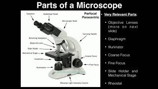 Lab Exercise 2 Microscopes and Cell Shapes [upl. by Margarete]