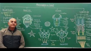 PHOTORECEPTORS IN INSECT [upl. by Bishop]