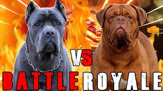 Cane Corso vs French Mastiff  Cane Corso vs Dogue De Bordeaux  Powerful Guard Dog  Billa Boyka [upl. by Behah738]