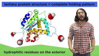 Protein Structure [upl. by Eoin]