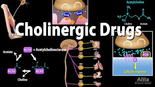 Cholinergic Drugs  Pharmacology Animation [upl. by Materi]