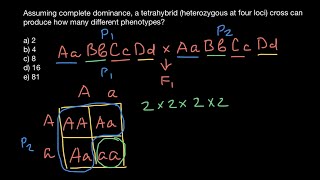 Tetrahybrid cross explained [upl. by Annam]