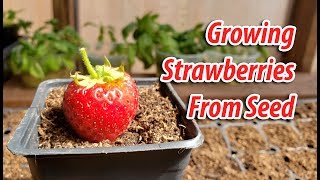 How To Growing Strawberries From Seeds 2019 [upl. by Gelasius]