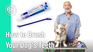 How to Brush your dogs teeth  AKC Vets Corner [upl. by Rheba977]