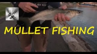 FISHING FOR MULLET LEARN HOW GREAT FUN  Scotty will show his fishing tips enjoy now on you tube [upl. by Kernan]