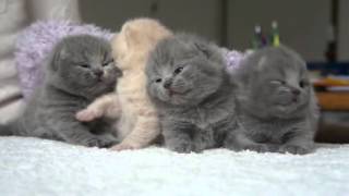 Scottish Fold kittens Temperament d [upl. by Judah]