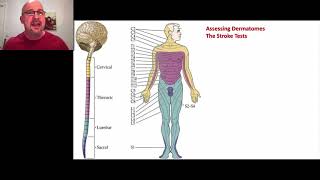 Paramedic Neurological Assessment 6  Dermatomes [upl. by Eeresed]