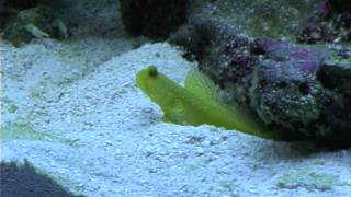 Goby and Pistol Shrimp Sand [upl. by Sandstrom]