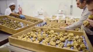 Why Truffles Are So Expensive [upl. by Stanleigh]