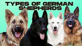 German Shepherd Types  5 Types of German Shepherds [upl. by Kingsly]