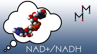 NADNADH Mechanism amp Coenzyme Chemistry [upl. by Enomahs721]