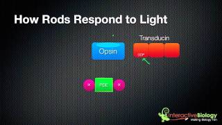 031 How Rods and Cones respond to Light [upl. by Nhguavad]