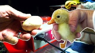 Incubating Duck Eggs from START TO FINISH  Rite Farm 3600 Incubator [upl. by Ingamar]