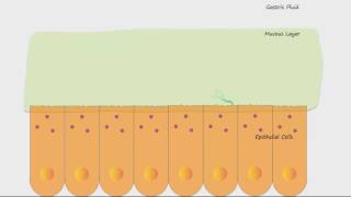 H Pylori and Ulcers [upl. by Idnod]