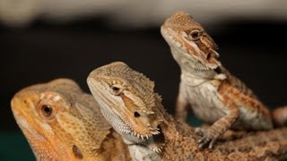 8 Care Tips for Bearded Dragons  Pet Reptiles [upl. by Eiramnna16]