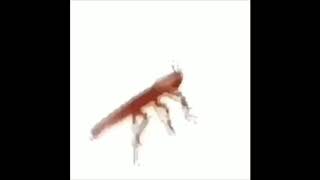 dancing roach autotune 1 hour [upl. by Tnek]