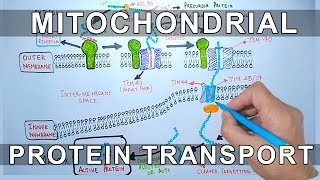 Protein Transport into Mitochondria [upl. by Claudine]