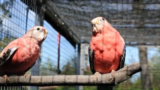 Rosey Bourke Parakeets bathing playing and singing  Bourke Parakeet Sounds [upl. by Ford]