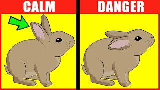 Rabbit Body Language Explained [upl. by Aicylla933]