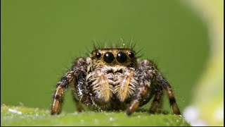 La Araña Pequeñita Y Más Canciones Infantiles  Música Para Niños [upl. by Akaya]