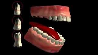 Tooth Furcation Bifurcation Trifurkation [upl. by Camilo545]