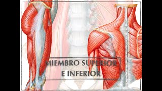 CLASE DE MIEMBRO SUPERIOR E INFERIOR [upl. by Christie457]