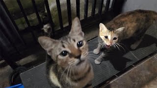 Kasih Makan Kucing [upl. by Oirevlis]