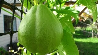 Growing Chayote Choko Vines  Flowers amp Fruit [upl. by Guarino670]