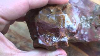 Everything About Petrified Wood [upl. by Ecraep]