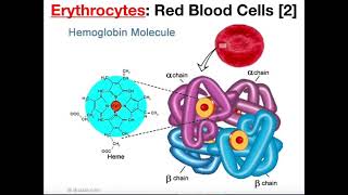 Structure and Function of Erythrocytes RBCs [upl. by Jelena]