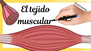 El TEJIDO MUSCULAR [upl. by Dirgni]