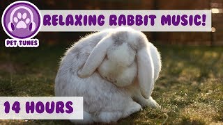 How To Relax my Rabbit Calming Music For Your Bunny Your Rabbit Will Sleep Peaceful 14 Hours [upl. by Wie]