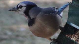 Blue Jay  HD MiniDocumentary [upl. by Foster]