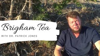 Brigham Tea  Ephedra Explained [upl. by Pacian540]