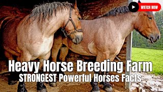 Heavy Horse Breeding Farm  STRONGEST Powerful Horses Facts [upl. by Ganiats]