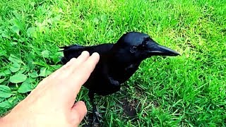 Pet crow acts like a Dog [upl. by Furnary447]