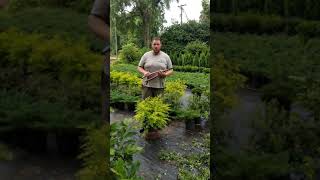 How to trim Sunshine Ligustrum shrubs [upl. by Mendes603]