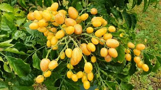 Wampee Fruit Has A Sweet Tangy Aromatic Flavour [upl. by Brag]