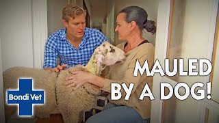 Dr Chris Brown Helps A STARVING Sheep After Being Attacked  Bondi Vet [upl. by Essined]