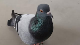 Pigeon Sound Effect Ultra High Quality [upl. by Anirpas680]