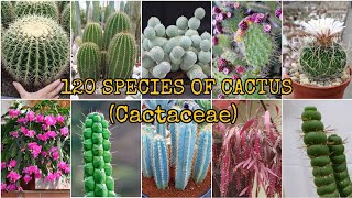 120 SPECIES OF CACTUS Cactaceae [upl. by Dirrej]