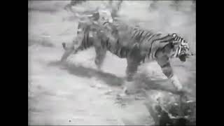 Sumatran Tiger vs African Lion Fight  New Footage  It was the lion who actually ran in the end [upl. by White]